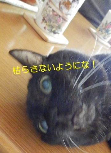 20140511_11.jpg