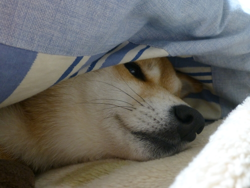 眠りそう.JPG