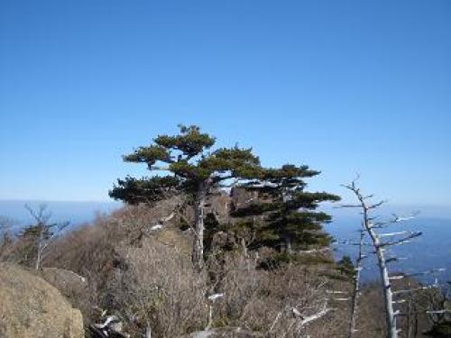 山頂の五葉松