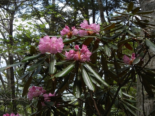 20140531シャクナゲ.jpg