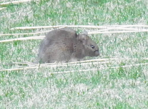 20131221六本木ヒルズ 毛利庭園ねずみ.jpg