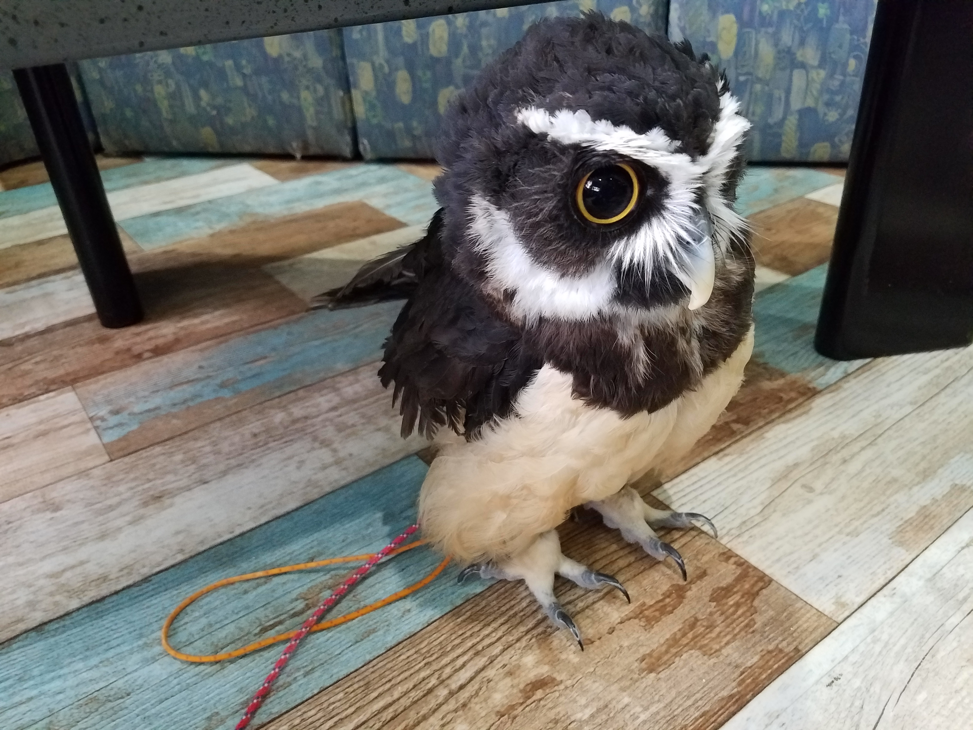 今日のふくろうさん 石川県 世界一のふくろう学者を目指す 筋金入りのフクロウ好き フクロウカフェもお任せを シュエットのブログ 楽天ブログ 今日のふくろうさん 石川県 世界一のふくろう学者を目指す 筋金入りのフクロウ好き フクロウカフェもお任せを シュエットのブログ 楽天ブログ