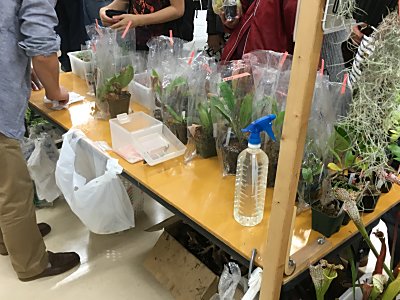 初めてのぶりくら市だったんです 僕の食虫植物日記 楽天ブログ