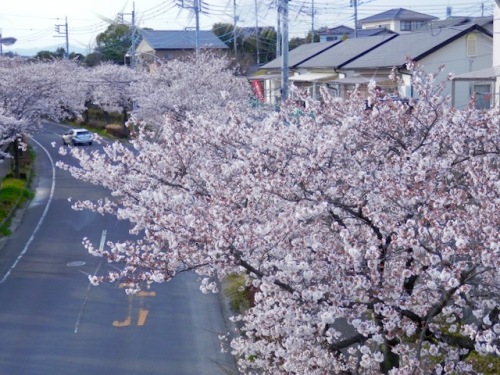 新 緑仙の日々是好日（梨畑と葉桜の道） | 新 緑仙の日々是好日 ...