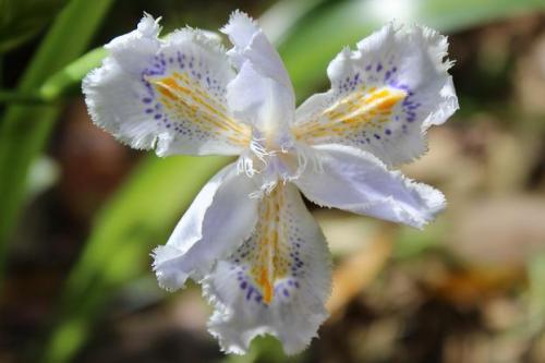 20150404 シャガ2.jpg