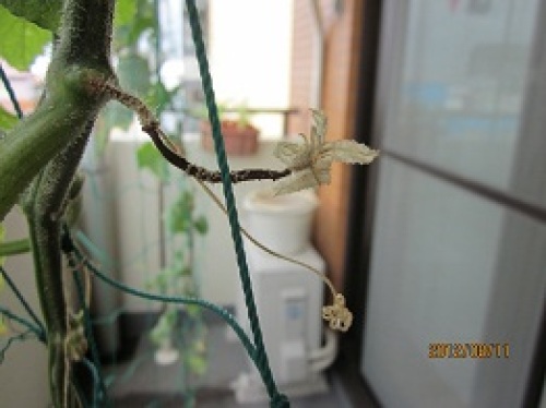 IMG_2884枯れたキュウリの花.jpg