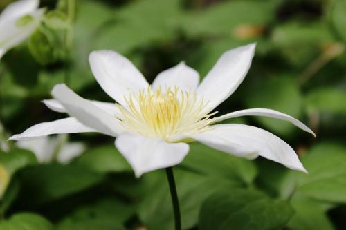 20160423 クレマチス白2.jpg