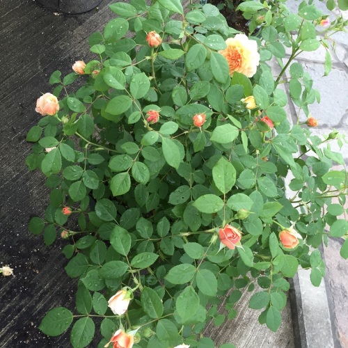 2016-05-06 14.39.08.jpg