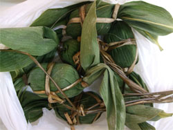 青根2.jpg
