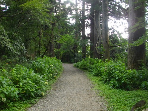 東海道箱根宿元箱根杉並木 (500x375).jpg