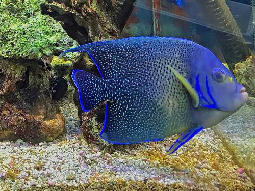 歴史的完敗を振り返る 湘南水族館 犬バカの魚好き 楽天ブログ