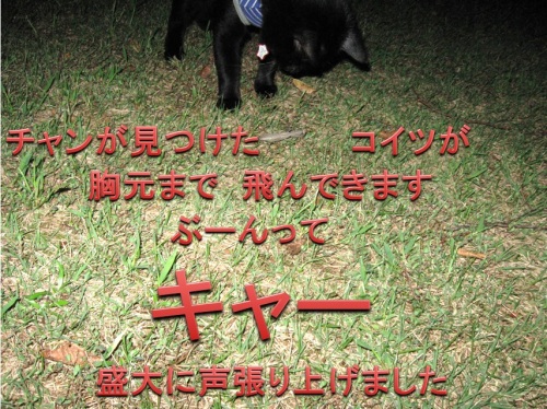 チャン14.jpg