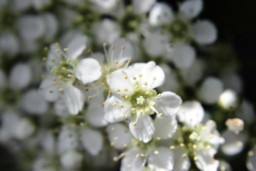 20160505 トキワサンザシ.jpg