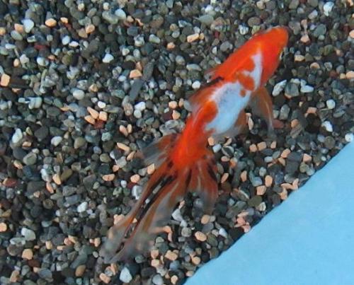 20151108 オーロラ.jpg