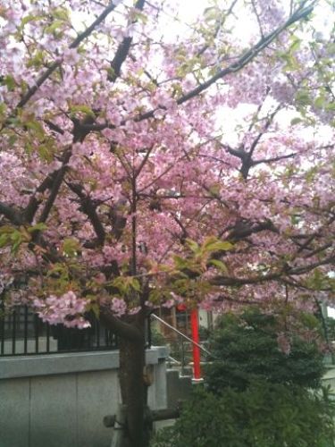 桜20120325_1.JPG