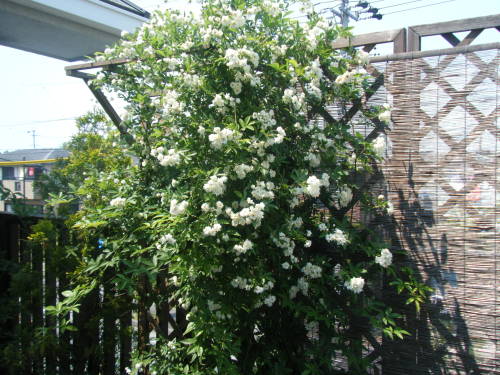 DSCF7931.JPG