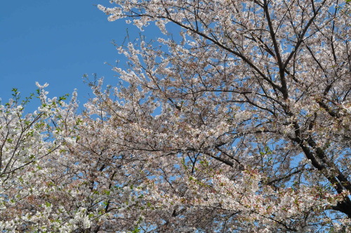 2013_04_05桜2.JPG