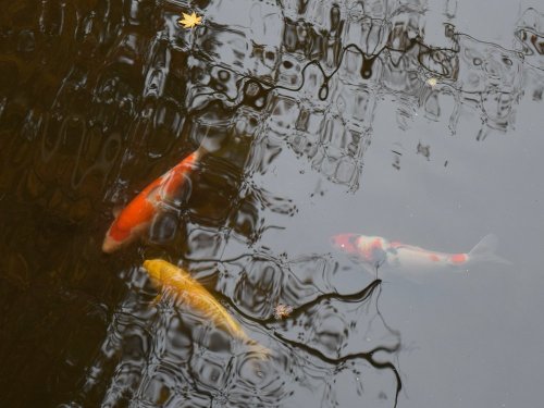 2016八幡宮3.jpg