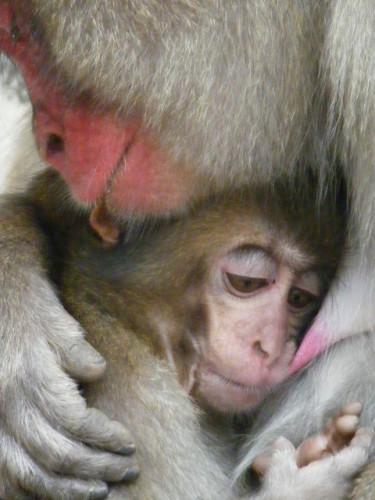 赤ちゃんはおっぱいをお母さんは耳を  (3).JPG