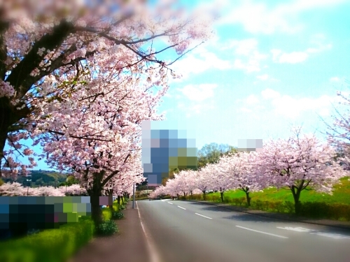 桜02a.JPG