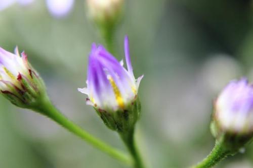 20150918 シオン.jpg