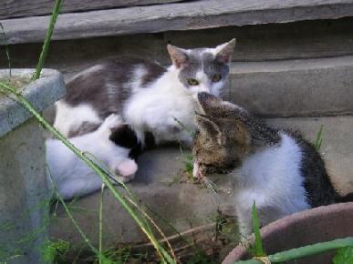外猫