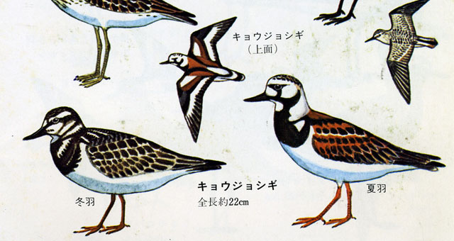 野鳥図鑑いろいろ | inti-solのブログ - 楽天ブログ