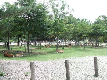 東大寺4.jpg