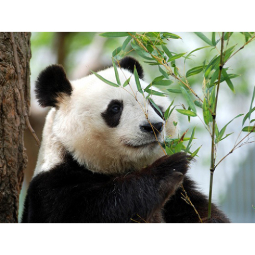 王子動物園のパンダ.jpg