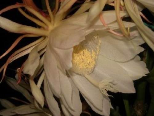 DSCN0150 (300x225).jpg