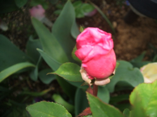 DSCF5968.JPG