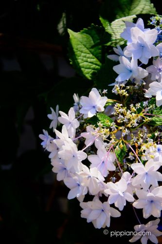 hydrangea03