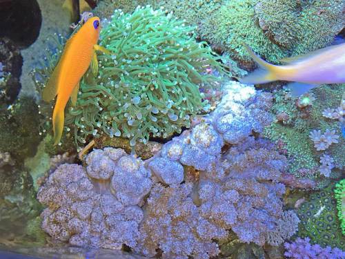 新珊瑚水槽のフラワーコーラル160613.jpg