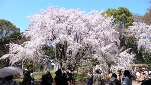 六義園20110405_01.JPG