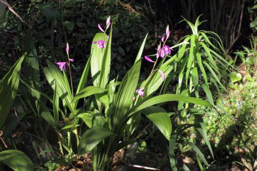 20160429 シラン5.jpg