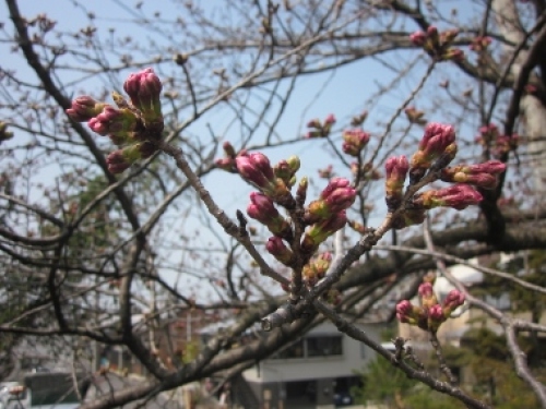 ４写真　桜2 (380x285).jpg