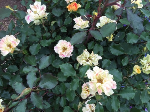 2016-05-05 17.06.41.jpg