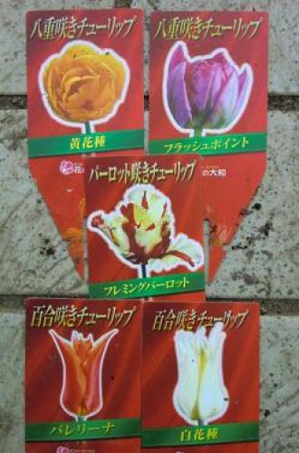 C:\fakepath\tulip130102-2.jpg