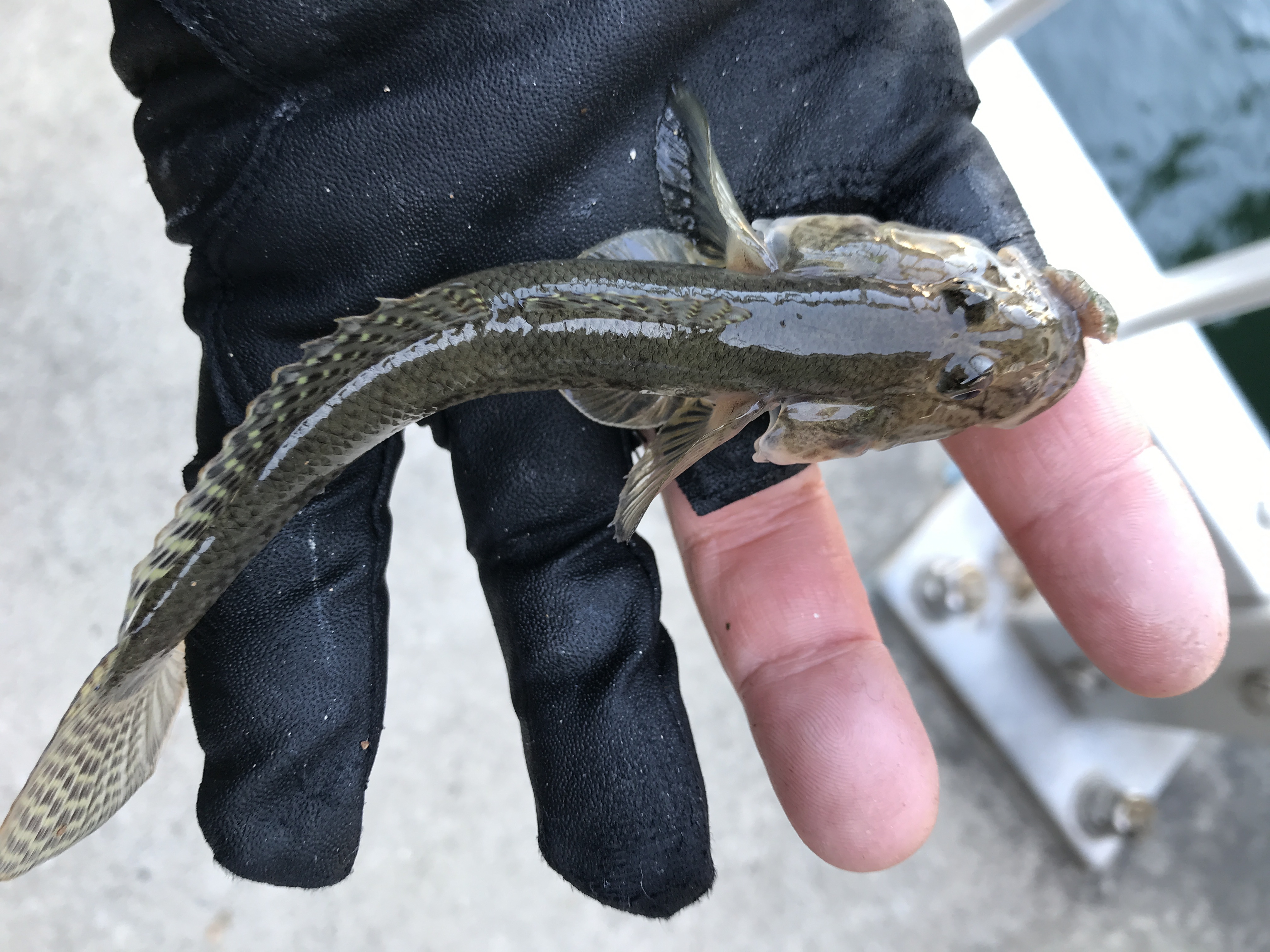 今年最後 運河のハゼ釣り その７ 山さんの釣りと趣味のブログ 楽天ブログ