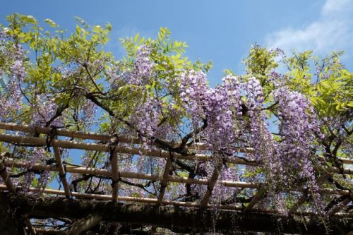 25.Apr.2017 FUJI SHIBA RIKYU-2.jpg