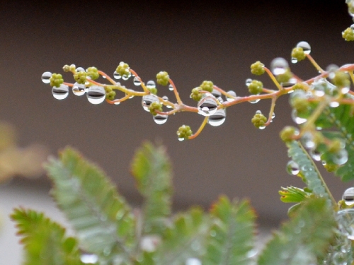 雨粒2.jpg