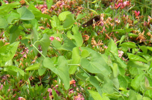 ウマノスズクサとジャコウアゲハの幼虫
