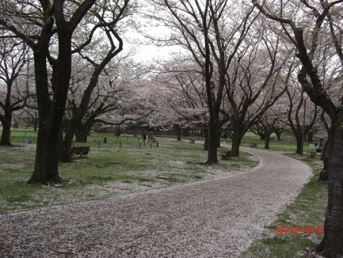 桜の園の中.jpg