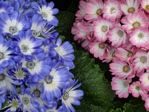 植物園2013-2-8.JPG