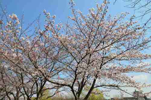 CHERRY BLOSSOM 3.Apr.2017 MIHASHI PARK-3.jpg