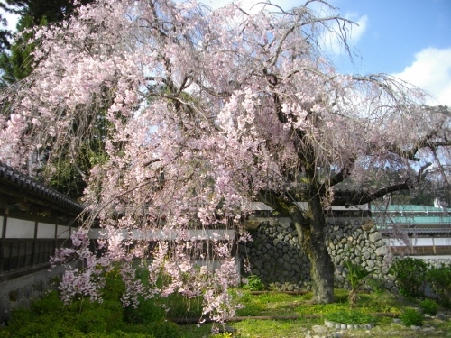 青梅街道青梅宿金剛寺枝垂桜 (1) (500x375).jpg