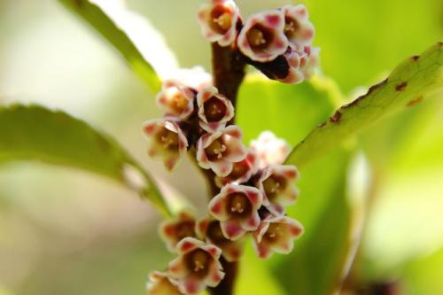 20160326 ビシャコ 赤4.jpg