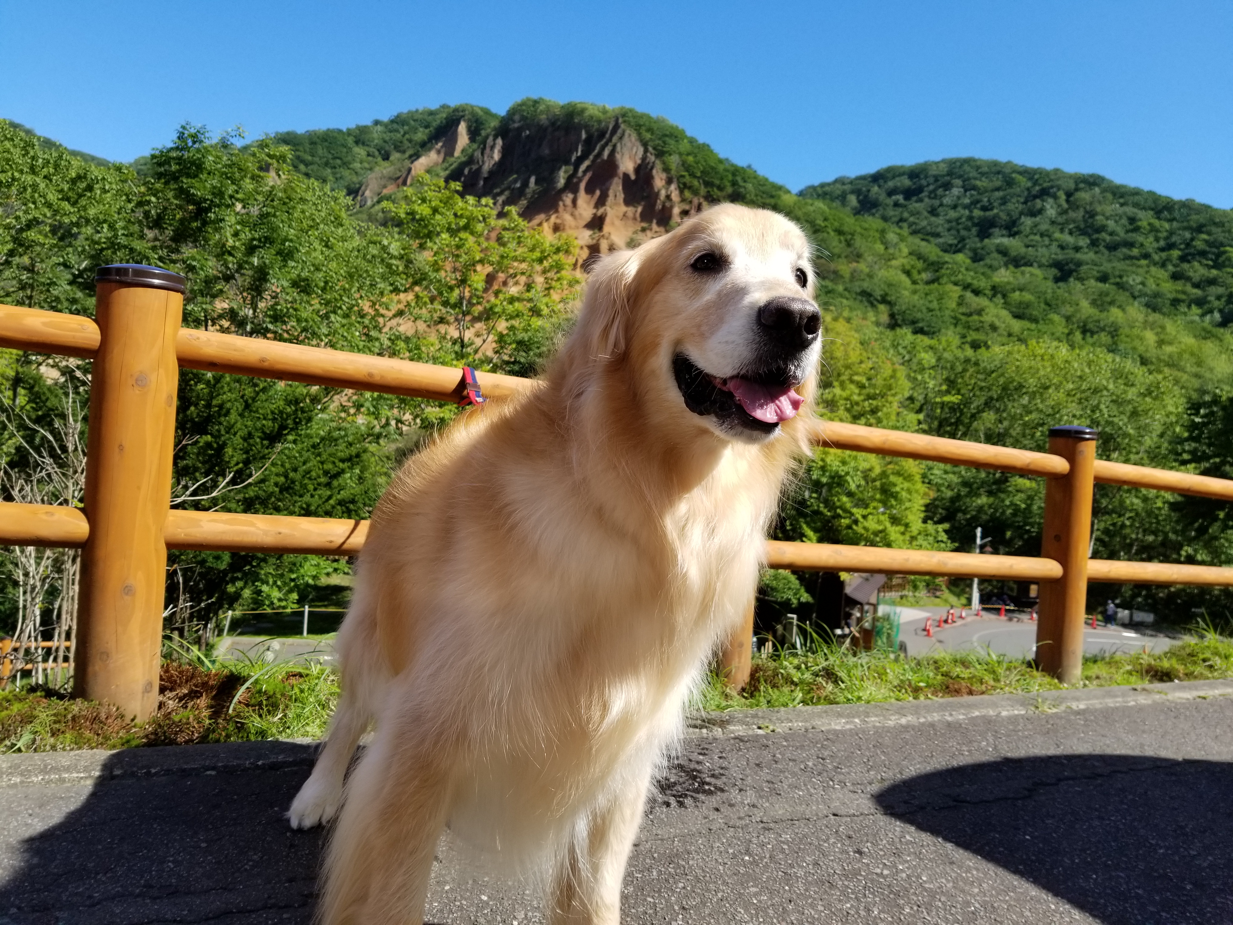 大型犬と泊まれる宿 北海道 楽天ポイント貯めてます 楽天ブログ