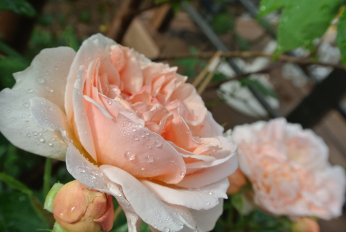 DSC_4266.JPG