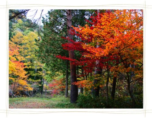 せせらぎ街道　紅葉